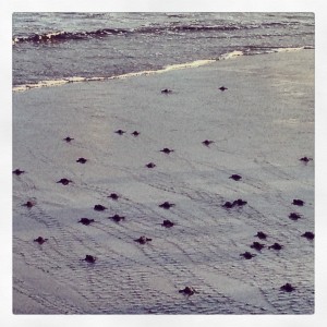 Baby sea turtles heading home! 
